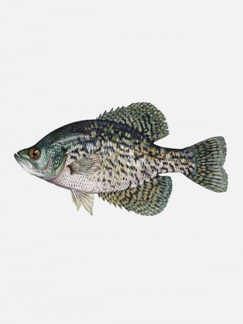 Crappie | Miami SWCD Fish Sale
